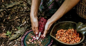 World Food Forum (WFF) Young Chefs Programme 2026-2027 world-food-forum-(wff) young-chefs-programme-2026-2027