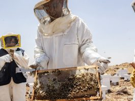 food-and-agriculture-organization-of-the-united-nations-(un-fao)-partnership-award-2026-($10,000-prize)