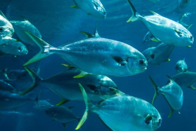 mescal-project-phd-in-marine-science-2026