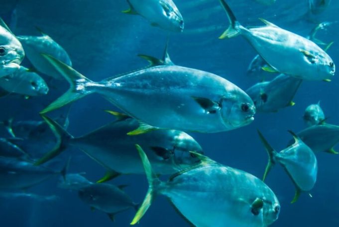 mescal-project-phd-in-marine-science-2026