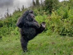 Nikon Comedy Wildlife Awards 2026 nikon-comedy-wildlife-awards-2026