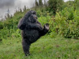 nikon-comedy-wildlife-awards-2026