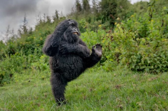nikon-comedy-wildlife-awards-2026 nikon-comedy-wildlife-awards-2026