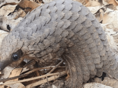 CARN/BOCHCO Pangolin Grant Program 2026 (up to $10,000) carn/bochco-pangolin-grant-program-2026-(up-to-$10,000)