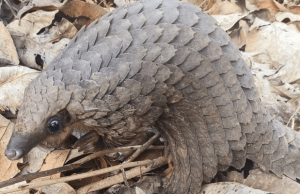 CARN/BOCHCO Pangolin Grant Program 2026 (up to $10,000) carn/bochco-pangolin-grant-program-2026-(up-to-$10,000)