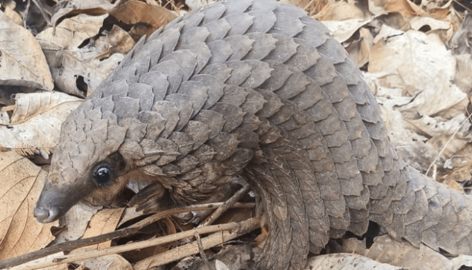 carn/bochco-pangolin-grant-program-2026-(up-to-$10,000)