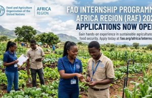FAO Internship Programme for Africa Region (RAF) – 2026 Applications Now Open fao-internship-programme-for-africa-region-(raf)-–-2026-applications-now-open
