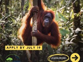 ejn-story-grants-to-report-on-asia’s-endangered-apes-2026