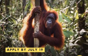 EJN Story Grants to Report on Asia’s Endangered Apes 2026 ejn-story-grants-to-report-on-asia’s-endangered-apes-2026