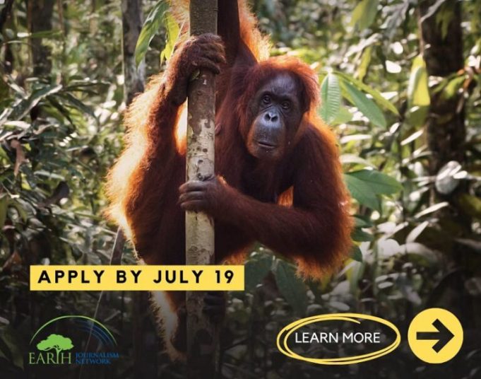 ejn-story-grants-to-report-on-asia’s-endangered-apes-2026