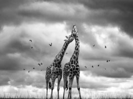 Vital Impacts Environmental Photography Fellowships & Mentorships 2027 | Up to $20,000 for Documentary Storytelling vital-impacts-environmental-photography-fellowships-&-mentorships-2027-|-up-to-$20,000-for-documentary-storytelling