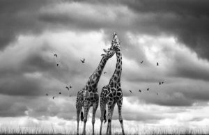 Vital Impacts Environmental Photography Fellowships & Mentorships 2027 | Up to $20,000 for Documentary Storytelling vital-impacts-environmental-photography-fellowships-&-mentorships-2027-|-up-to-$20,000-for-documentary-storytelling