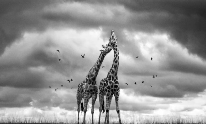 vital-impacts-environmental-photography-fellowships-&-mentorships-2027-|-up-to-$20,000-for-documentary-storytelling vital-impacts-environmental-photography-fellowships-&-mentorships-2027-|-up-to-$20,000-for-documentary-storytelling