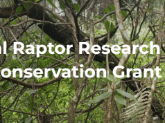 HawkWatch International (HWI) Global Raptor Research and Conservation Grant 2026: Apply for Up to $3,500 to Fund Raptor Research and Conservation Projects hawkwatch-international-(hwi)-global-raptor-research-and-conservation-grant-2026:-apply-for-up-to-$3,500-to-fund-raptor-research-and-conservation-projects