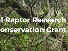 hawkwatch-international-(hwi)-global-raptor-research-and-conservation-grant-2026:-apply-for-up-to-$3,500-to-fund-raptor-research-and-conservation-projects