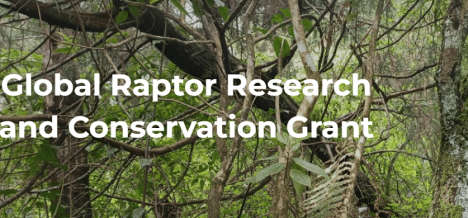 hawkwatch-international-(hwi)-global-raptor-research-and-conservation-grant-2026:-apply-for-up-to-$3,500-to-fund-raptor-research-and-conservation-projects hawkwatch-international-(hwi)-global-raptor-research-and-conservation-grant-2026:-apply-for-up-to-$3,500-to-fund-raptor-research-and-conservation-projects