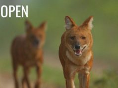 Whitley Awards 2027 Open Applications for Grassroots Conservation Leaders Worldwide whitley-awards-2027-open-applications-for-grassroots-conservation-leaders-worldwide