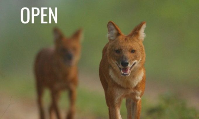 whitley-awards-2027-open-applications-for-grassroots-conservation-leaders-worldwide