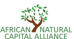 African Natural Capital Alliance Nature Executive Fellowship 2027: Applications Open for African Nature Finance Leaders african-natural-capital-alliance-nature-executive-fellowship-2027:-applications-open-for-african-nature-finance-leaders