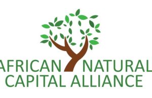 African Natural Capital Alliance Nature Executive Fellowship 2027: Applications Open for African Nature Finance Leaders african-natural-capital-alliance-nature-executive-fellowship-2027:-applications-open-for-african-nature-finance-leaders