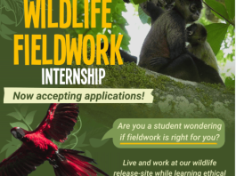 rescate-wildlife-rescue-center-conservation-internship-opportunity:-gain-hands-on-experience-with-endangered-animals